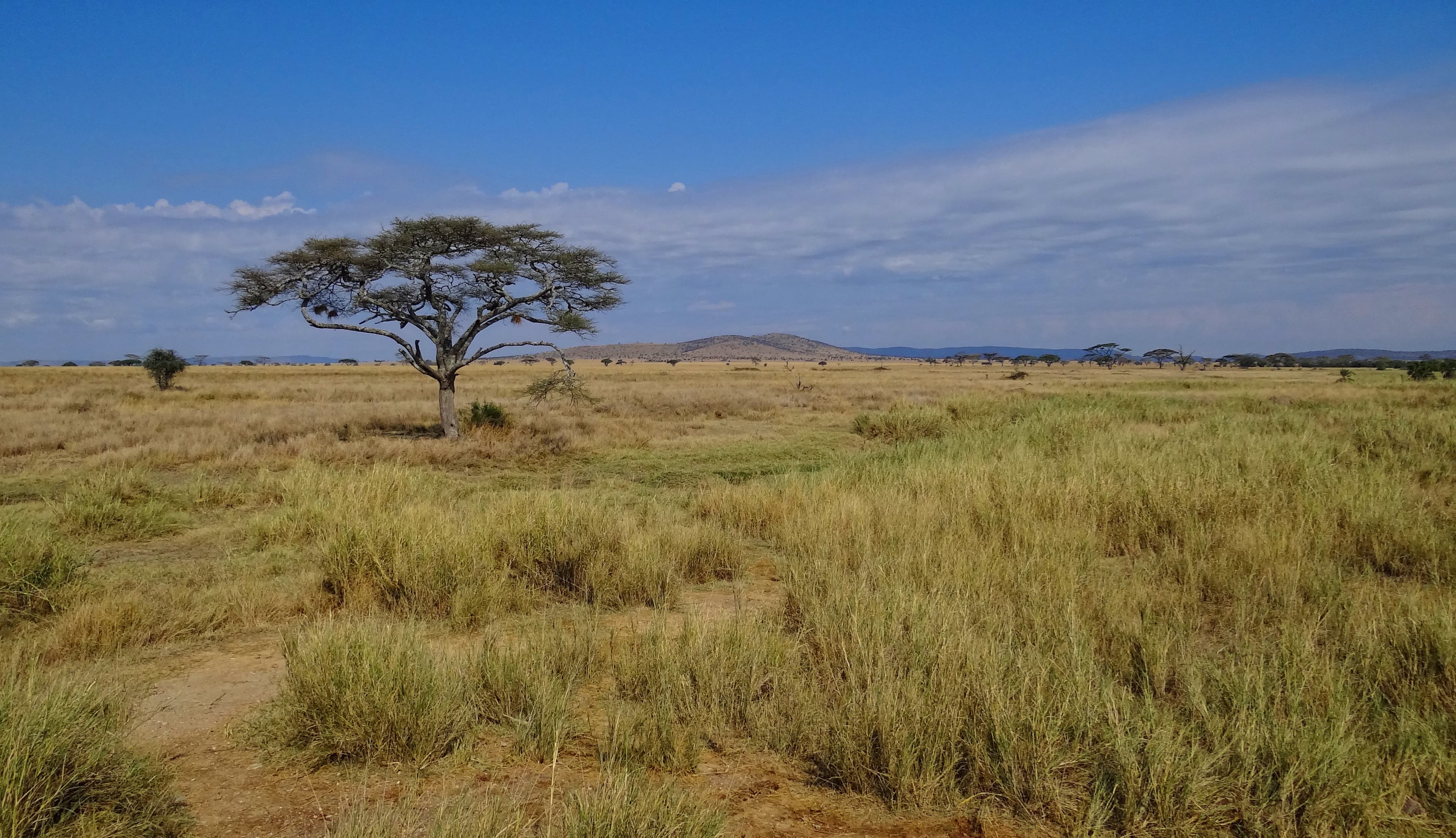Savannah and acacia trees in Serengeti National Park